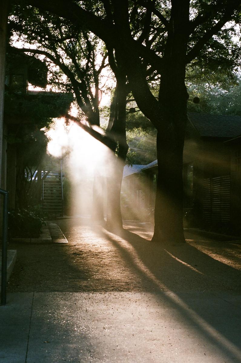 Sunlight streams through trees and illuminates a path with long shadows.