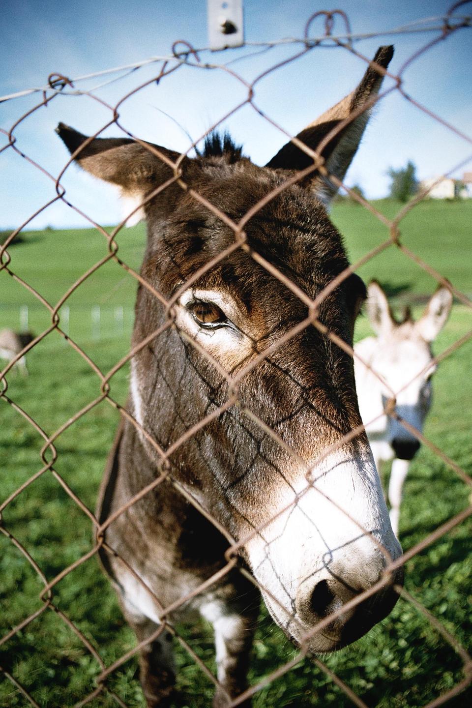 A donkey looks through a wire fence at the viewer, with another donkey visible in the background.
