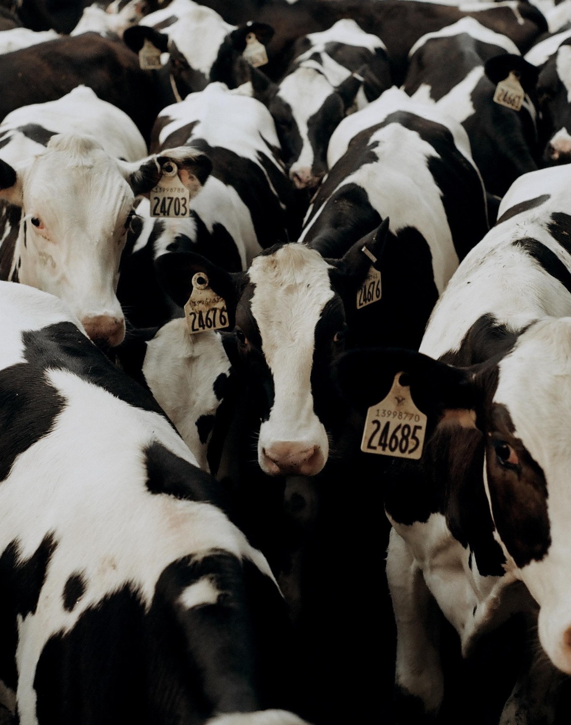 A herd of black and white cows with numbered tags on their ears stands close together.