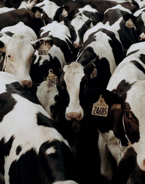 A herd of black and white cows with numbered tags on their ears stands close together.