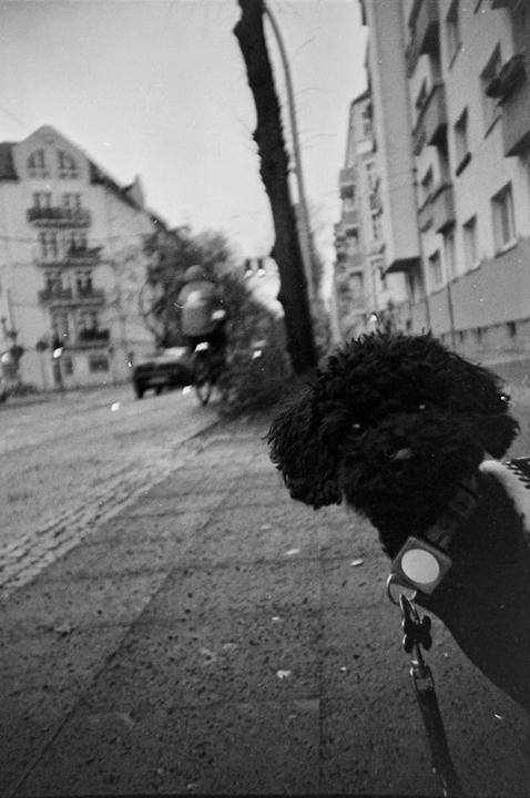 A black poodle on a leash stands on a sidewalk with buildings and a cyclist in the background.