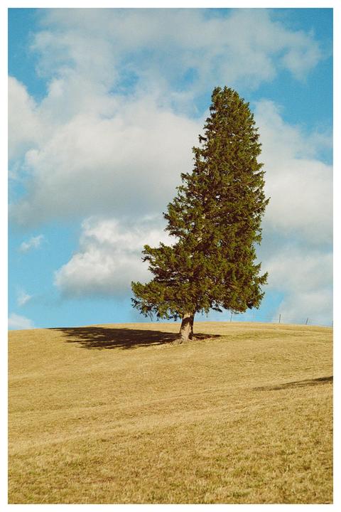 A krummholz tree stands on a grassy hill under a blue sky with clouds.