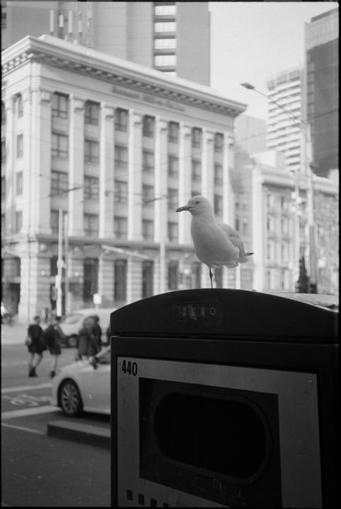A seagull stands on a trash can in a city street with buildings and people in the background.