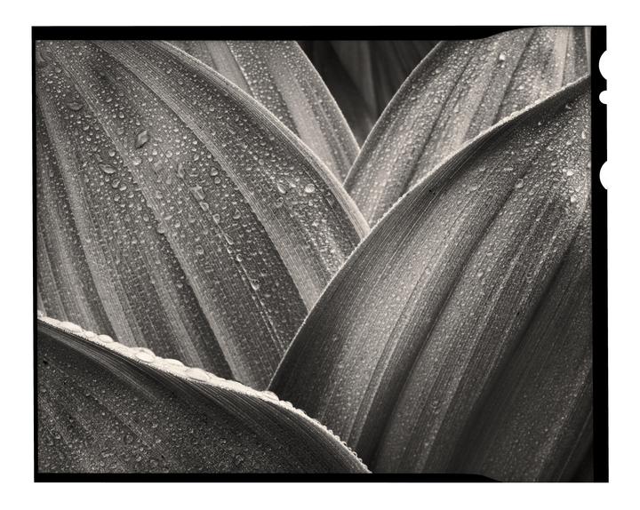 A close-up view shows several large leaves covered in many small water droplets.