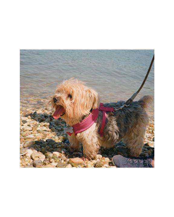 A small dog wearing a pink harness stands on a rocky beach next to the water.
