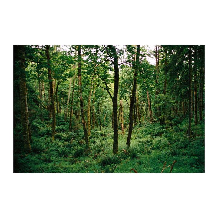 A dense forest is filled with tall trees and lush green undergrowth.