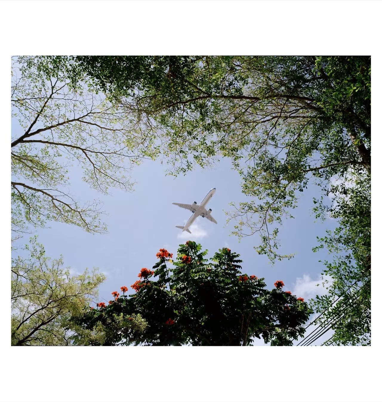 An airplane flies overhead, framed by green trees and orange flowers, against a blue sky.