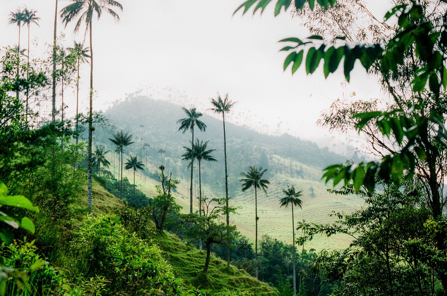 A lush green valley with tall palm trees and rolling hills is seen under a hazy sky.