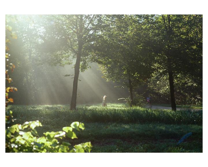 Sunlight streams through trees onto a grassy area where a dog sits and a person rides a bicycle.