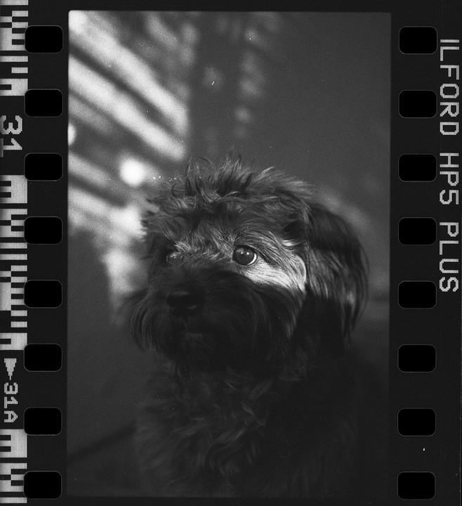 A small dog with shaggy fur looks up, with a shadow cast across its face.