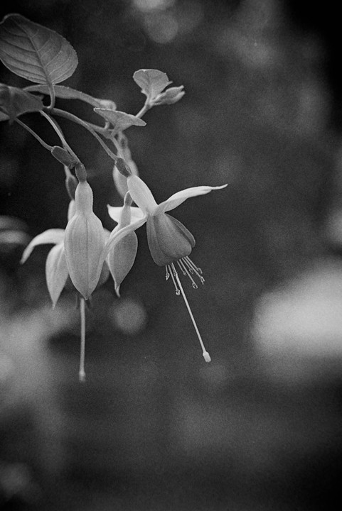 Three fuchsia flowers with long stamens hang from a branch with leaves.