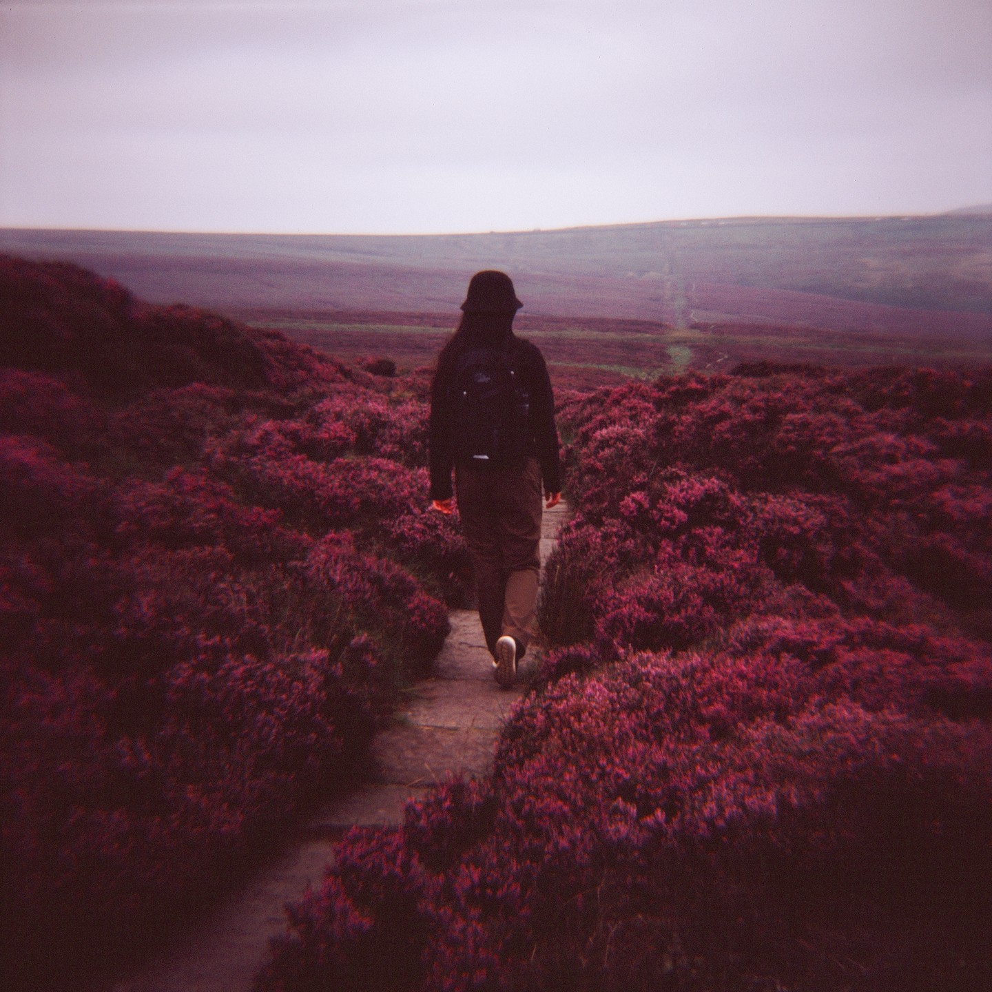 A person walks away from the viewer on a path through a field of purple flowers under a cloudy sky.