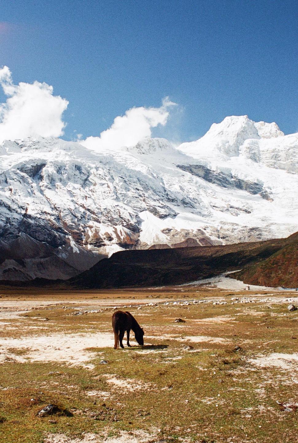 A horse grazes in a field with snow-capped mountains in the background under a blue sky.