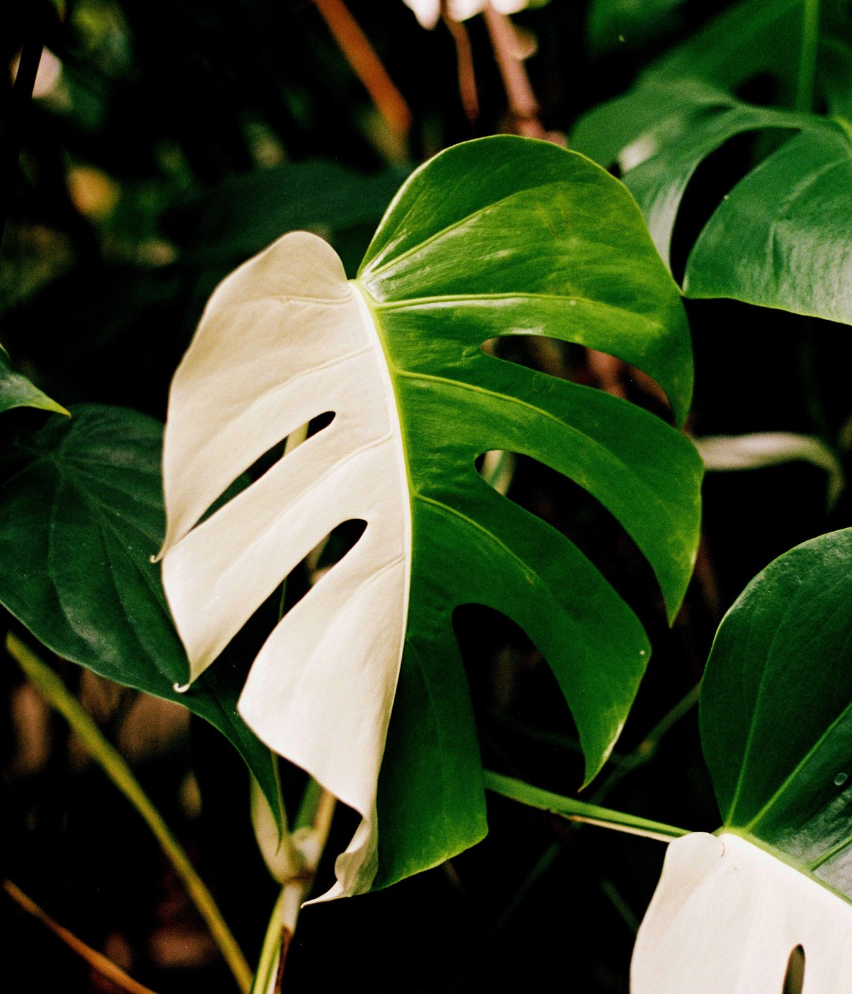 A large green and white variegated monstera leaf is shown in a close-up.
