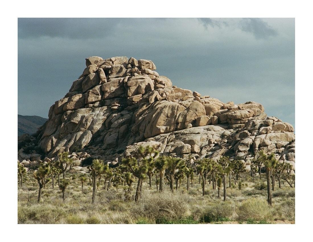 A large rock formation rises above a field of Joshua trees under a cloudy sky.