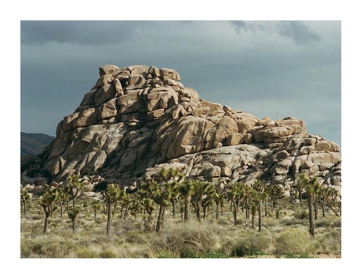 A large rock formation rises above a field of Joshua trees under a cloudy sky.