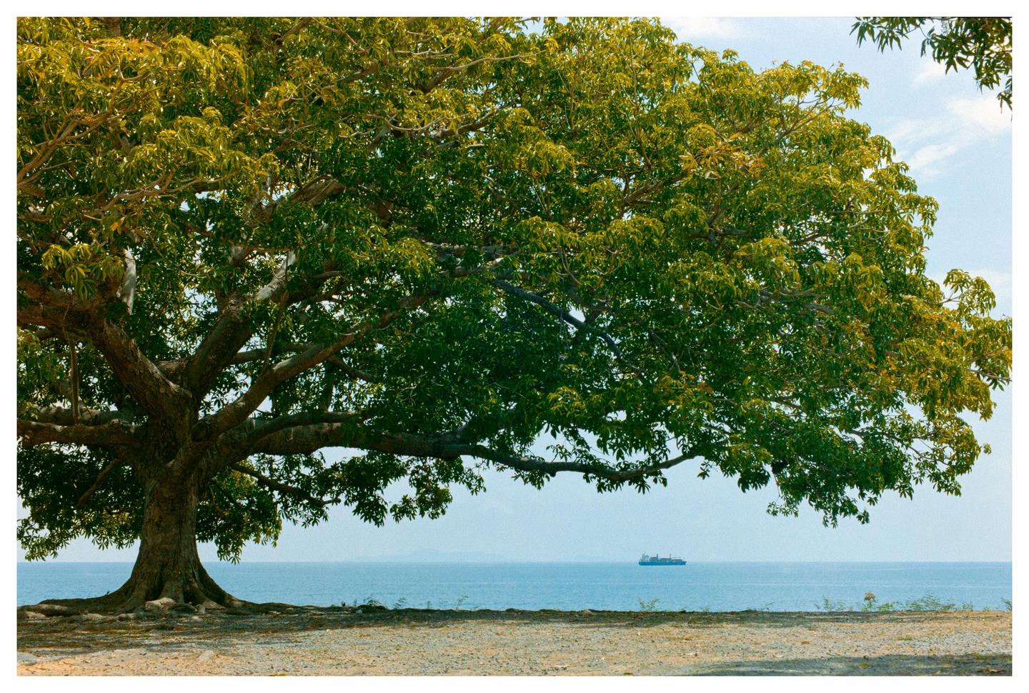 A large tree with green foliage stands on a dirt bank overlooking a body of water with a ship in the distance.