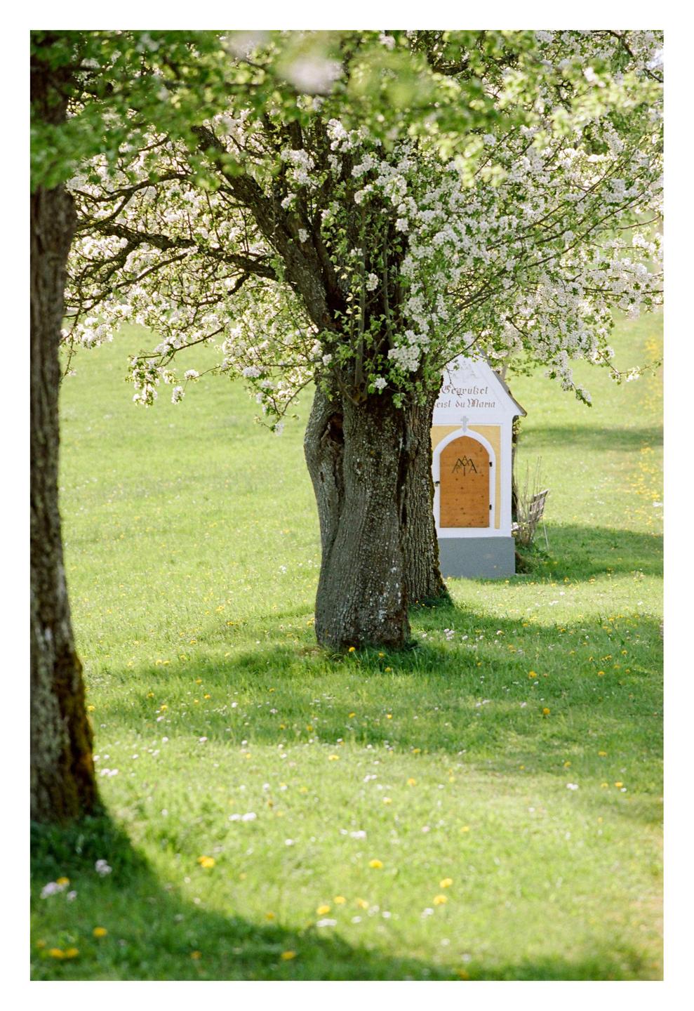 A small shrine is nestled between two trees with white blossoms in a grassy field.