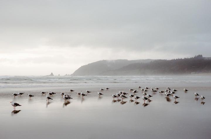 A flock of seagulls stands on a wet beach with waves crashing in the background and a hazy, forested coastline in the distance.