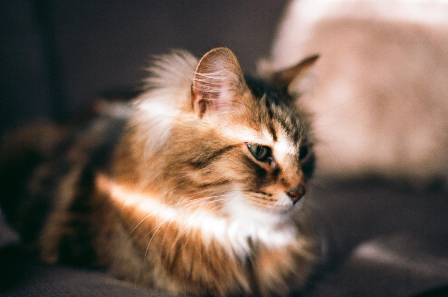 A fluffy cat with green eyes is illuminated by a bright light source from the left.
