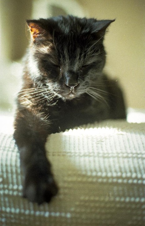 A black cat with closed eyes rests its paw on a textured surface.