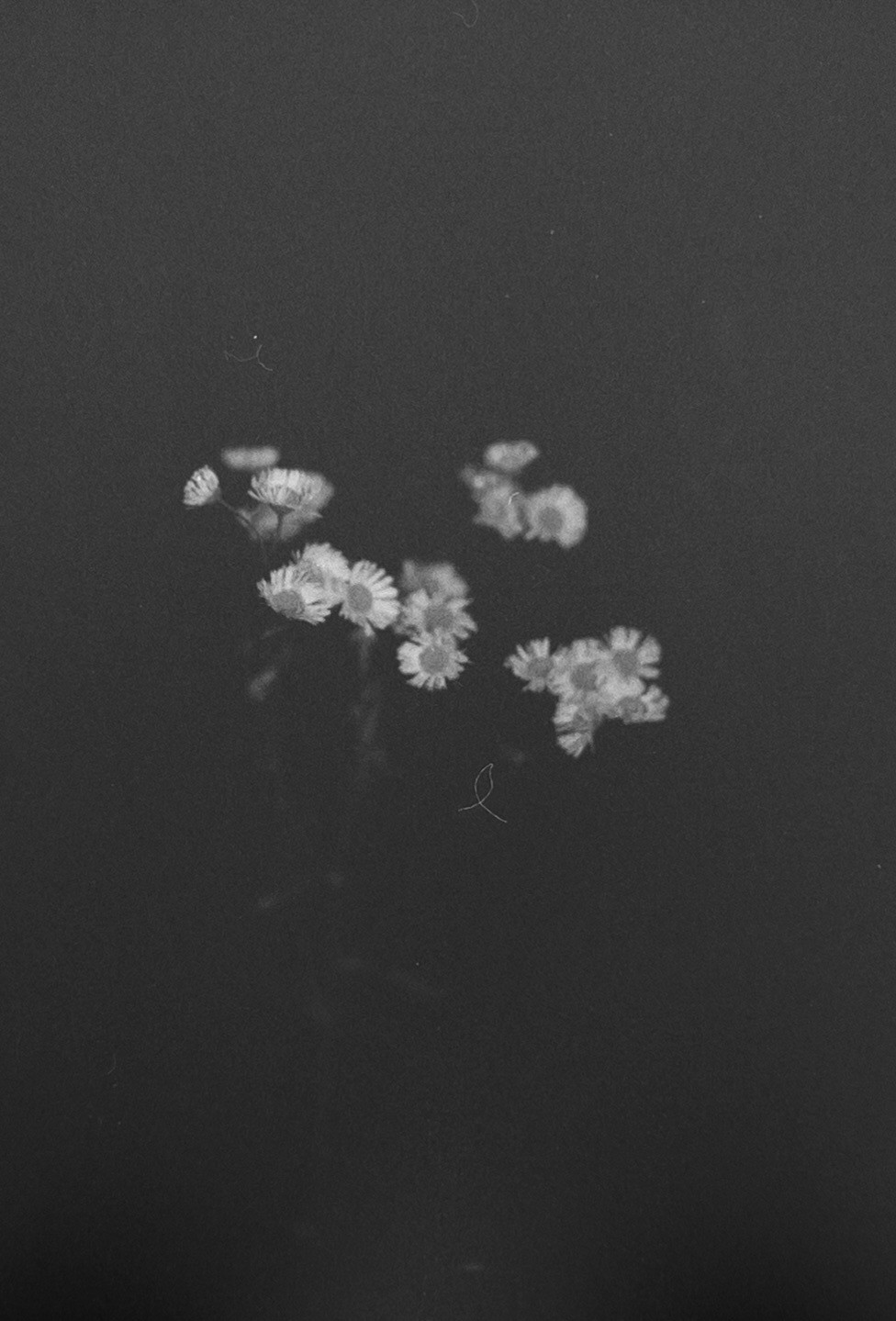 A cluster of small, light-colored flowers is visible against a dark background.
