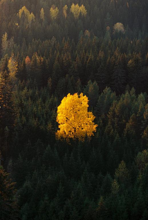 A single bright yellow tree stands out against a dark green forest.