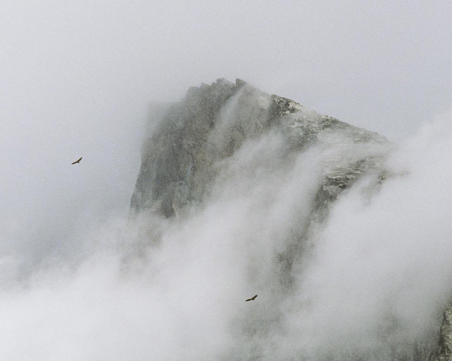 Two birds fly through a foggy mountain landscape.