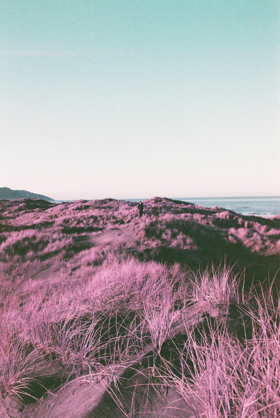 A person stands on a purple grassy dune overlooking the ocean.