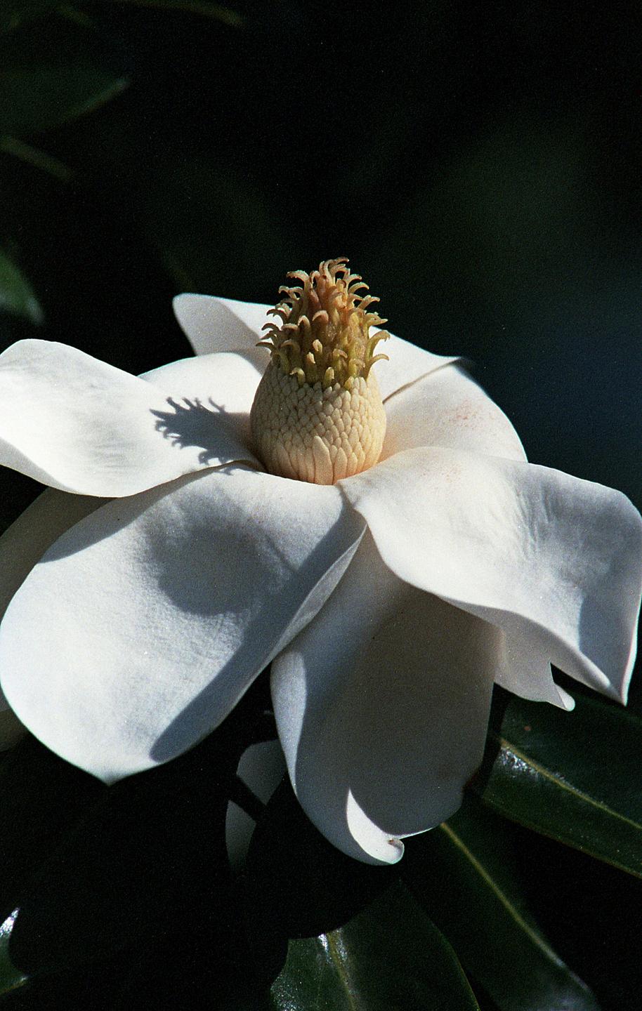 A white magnolia blossom with a prominent yellow-green center is shown in close-up against a dark background.
