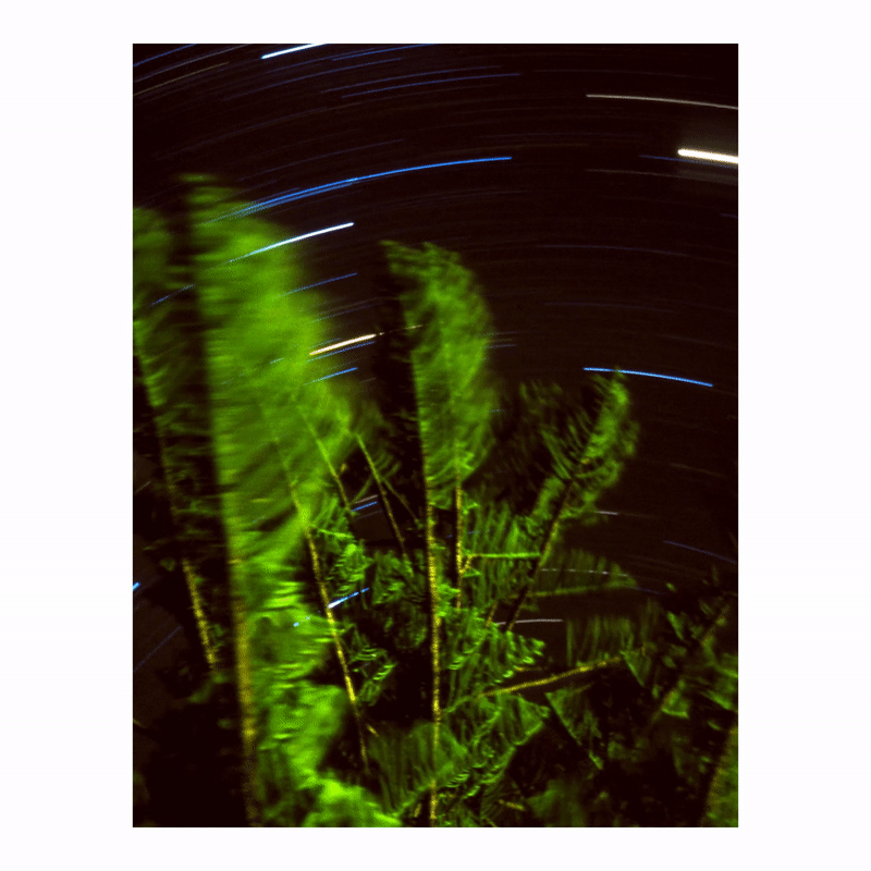 Green foliage is visible against a dark night sky with star trails.