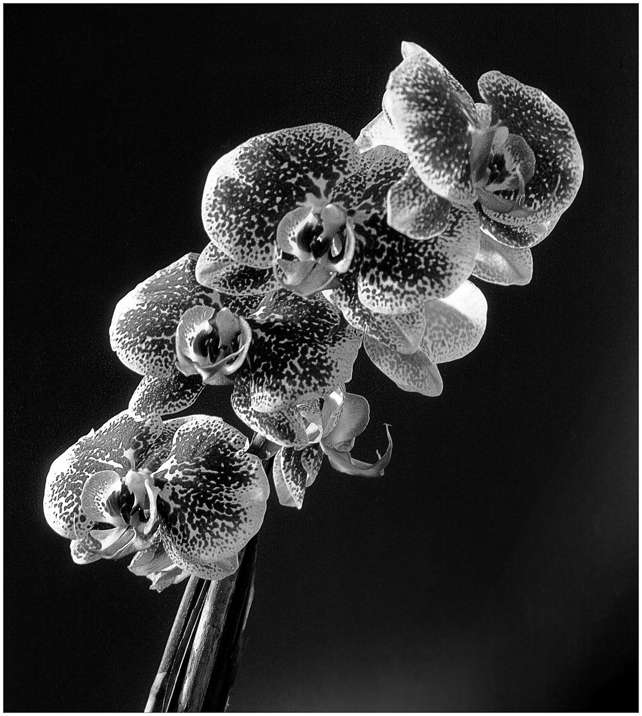 A cluster of spotted orchids is shown against a dark background.