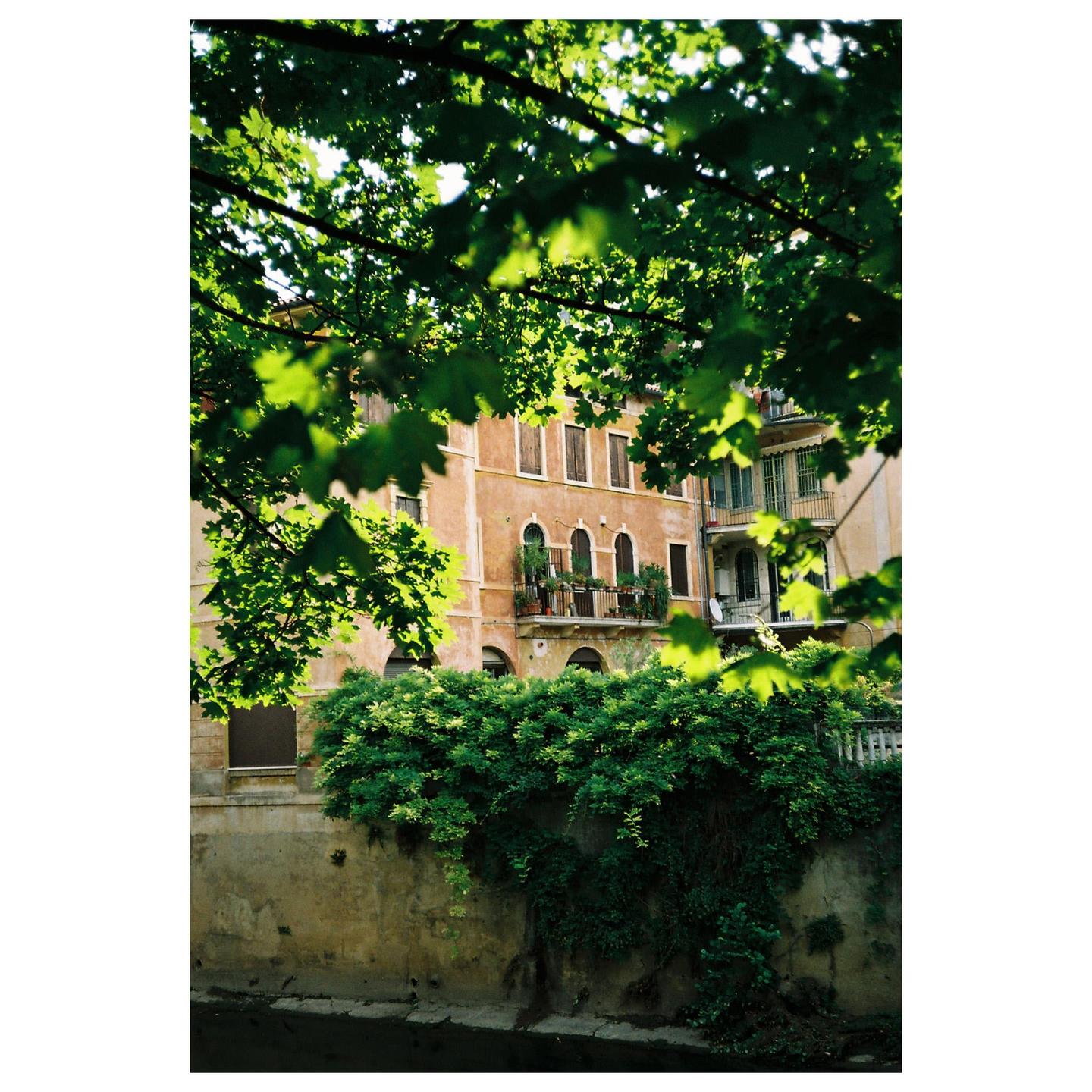 A building with balconies and shuttered windows is seen through a canopy of green leaves.