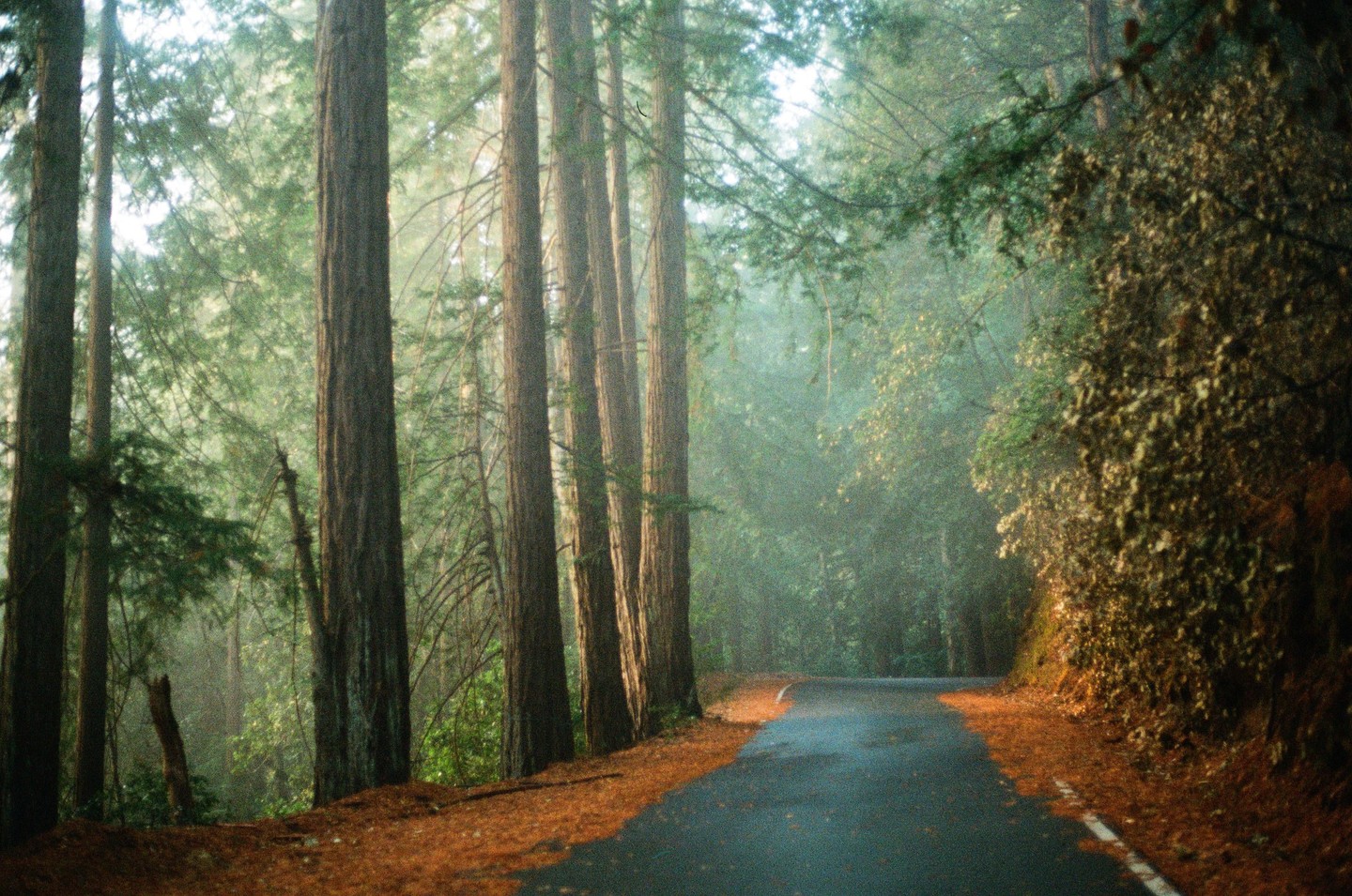 A winding road is surrounded by tall trees and a hazy forest.