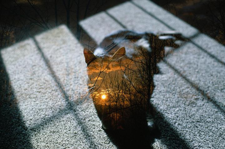 A double exposure shows a cat on a carpet with shadows from a window, superimposed with a sunset and bare trees.