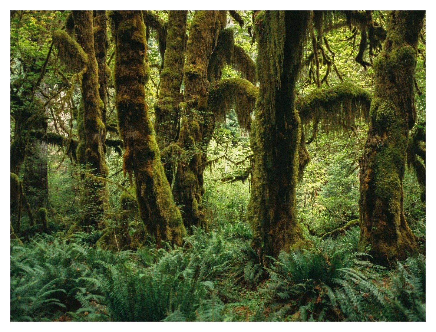 Moss-covered trees and ferns fill a forest.