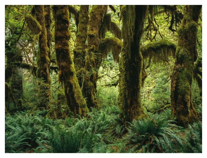 Moss-covered trees and ferns fill a forest.