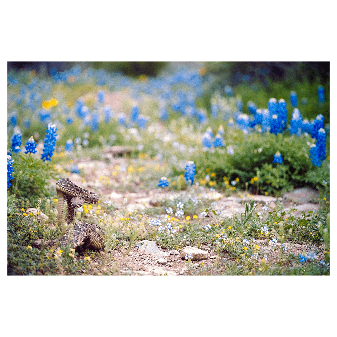 A snake is coiled in a field of bluebonnets and other wildflowers.