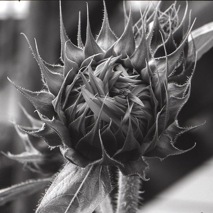 A closed sunflower bud with spiky sepals is shown in black and white.