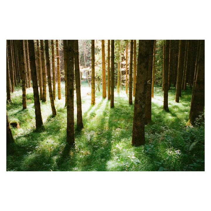 Sunlight streams through a dense forest, illuminating the green undergrowth and casting long shadows from the trees.