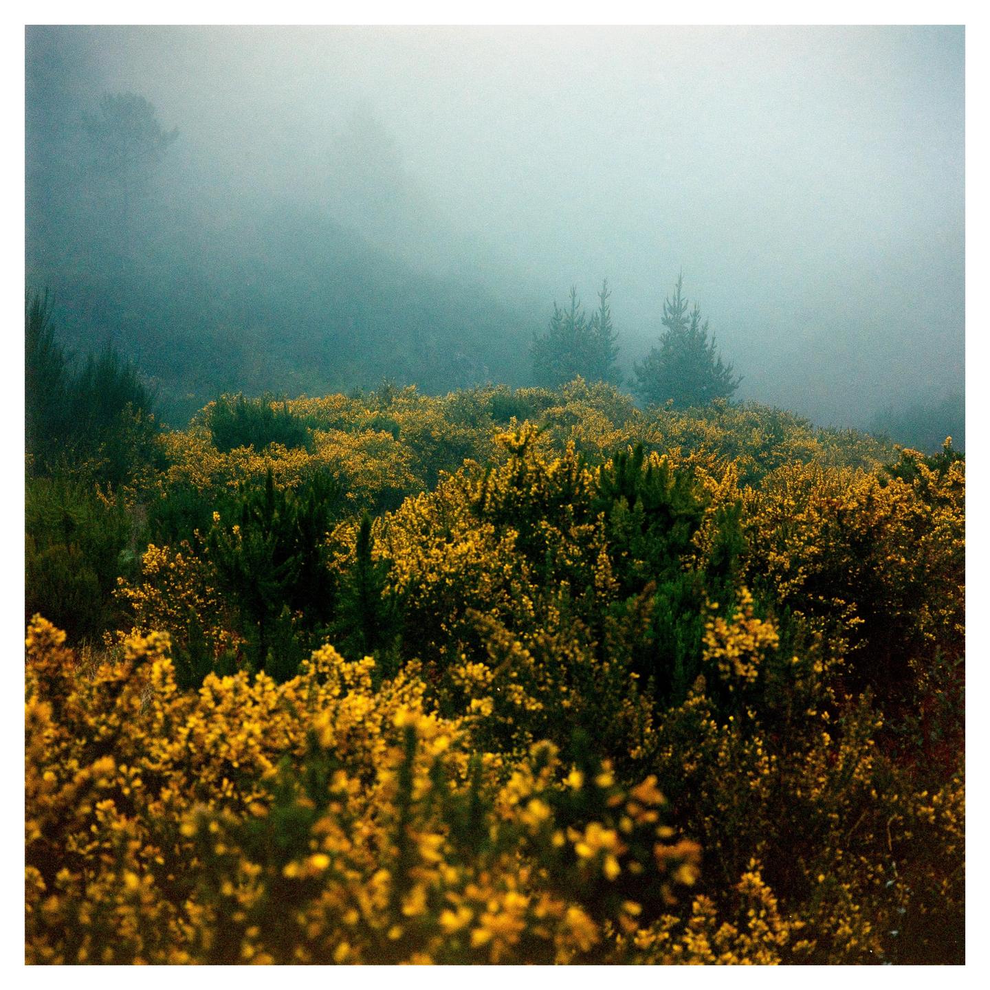 A field of yellow flowering bushes and green trees is covered in fog.