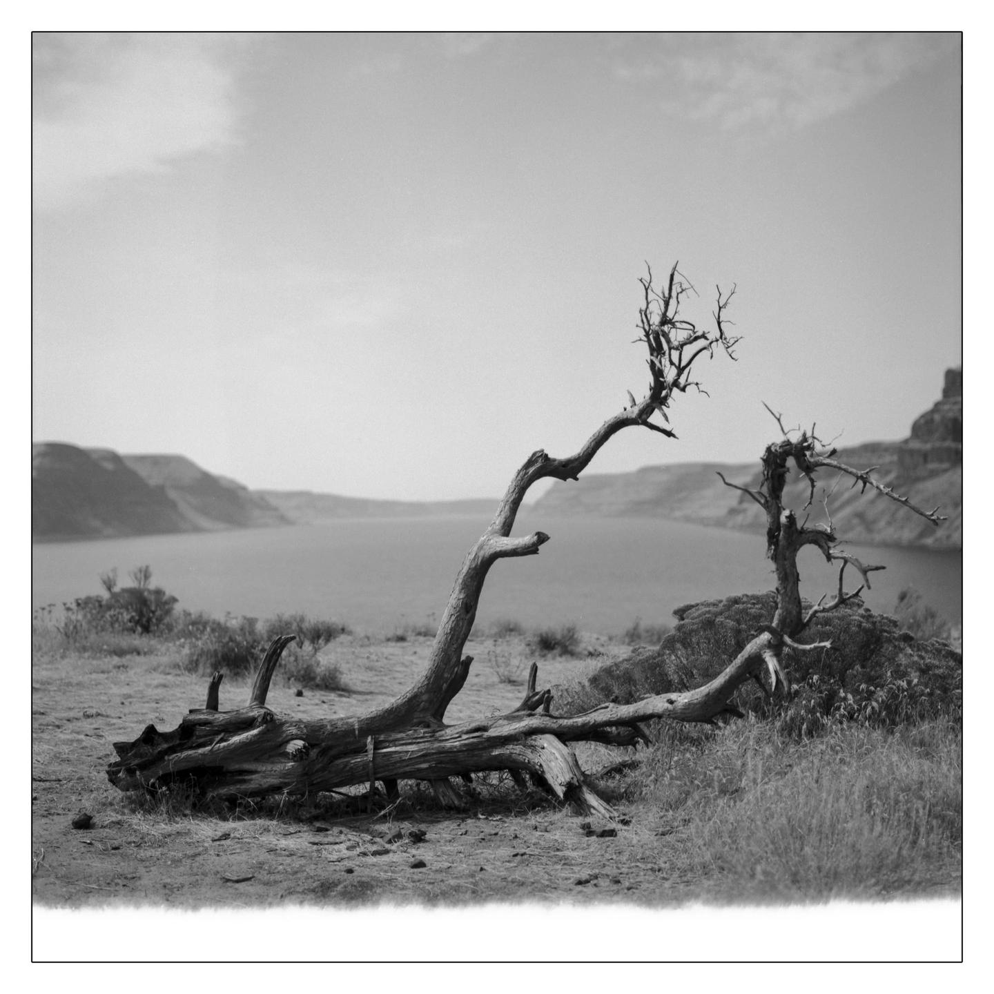 A fallen tree trunk and a small dead tree are on a grassy hill overlooking a lake with mountains in the distance.