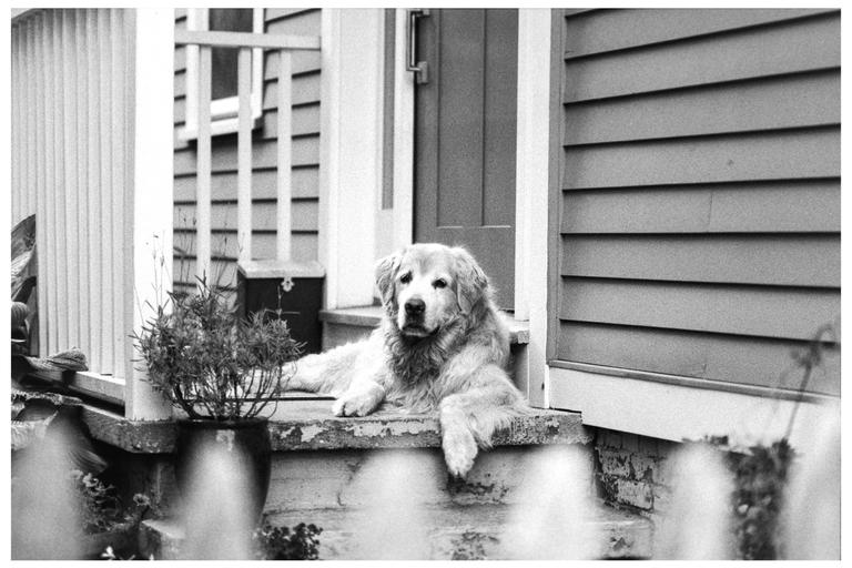 A golden retriever dog is lying on a porch step next to a potted plant, looking towards the viewer.