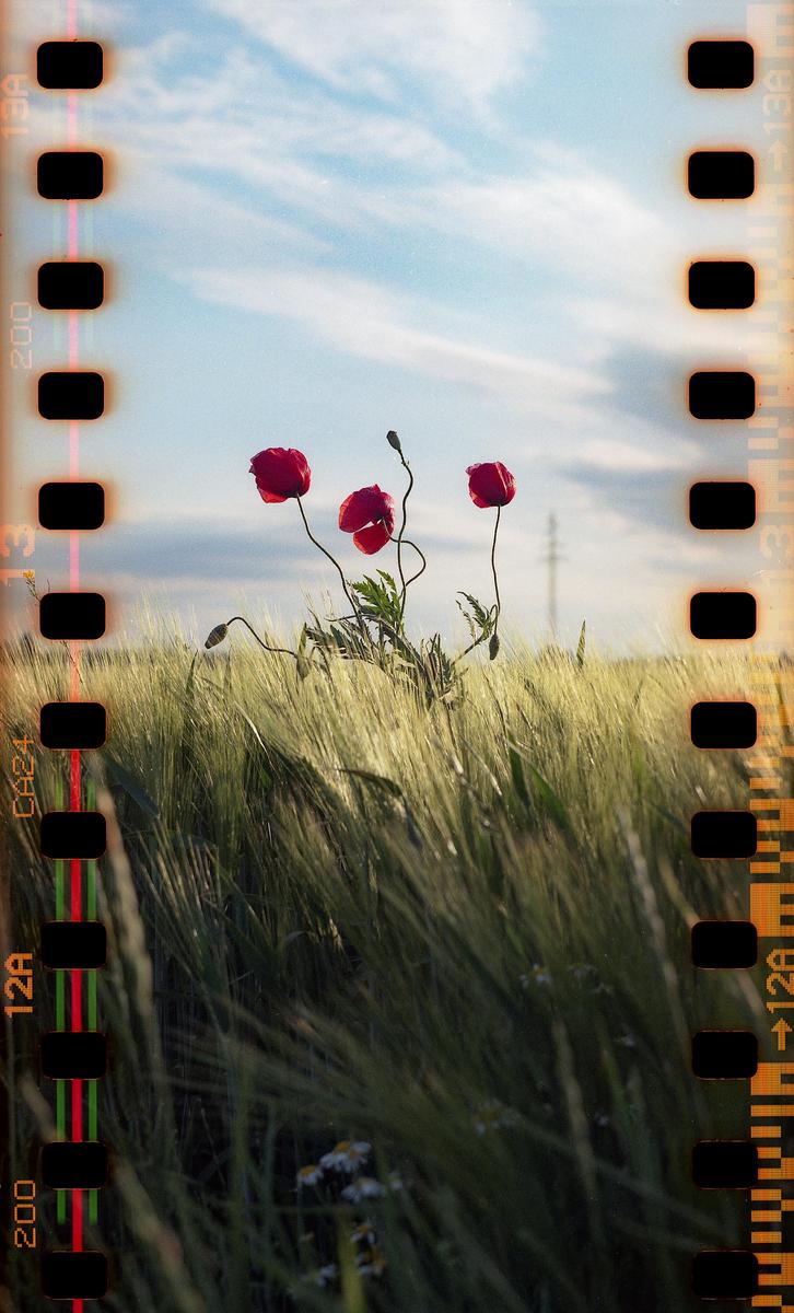Three red poppies grow in a field of tall green grass under a blue sky with white clouds.