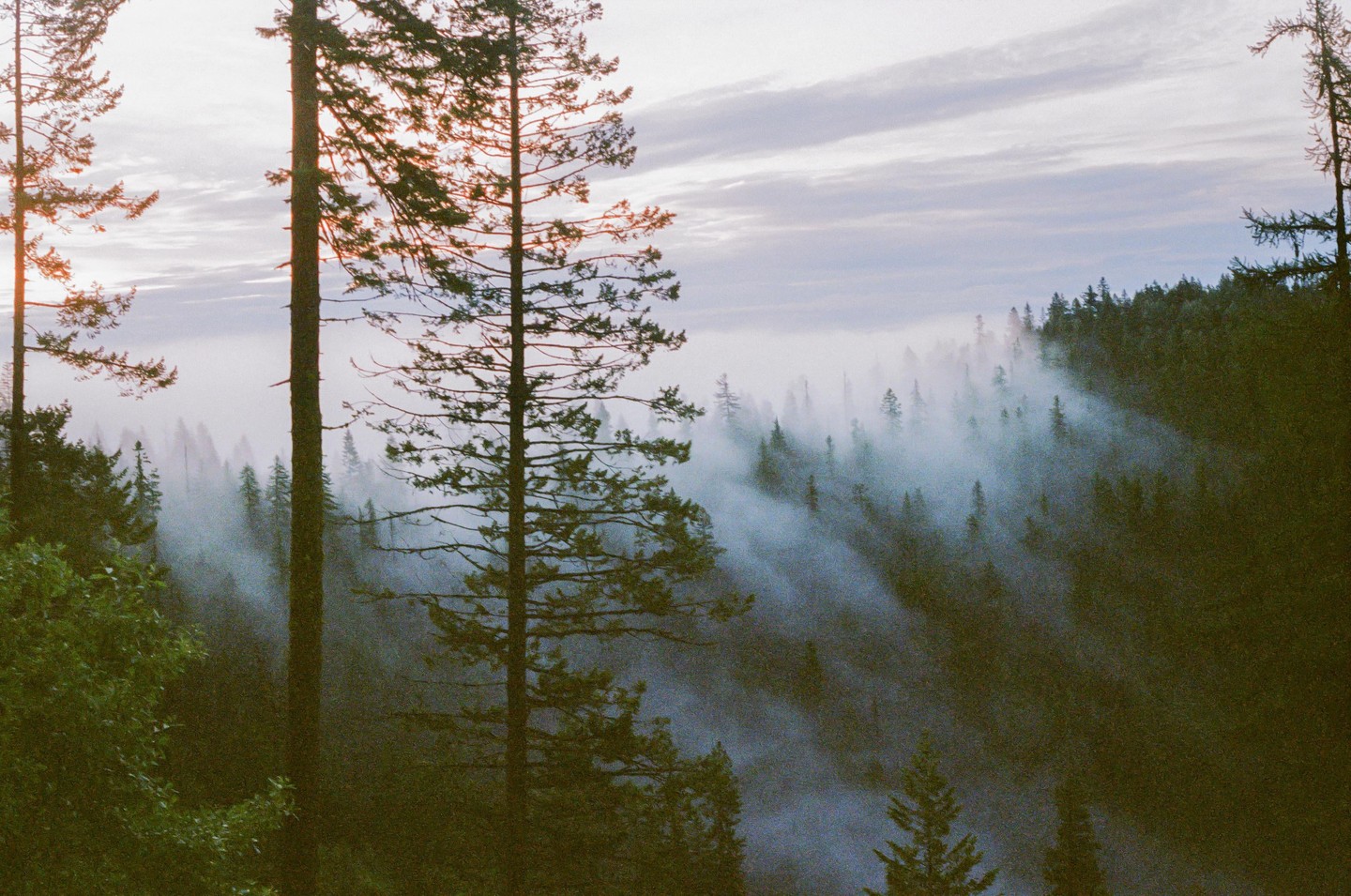 Mist rolls through a forest of tall pine trees on a mountain.