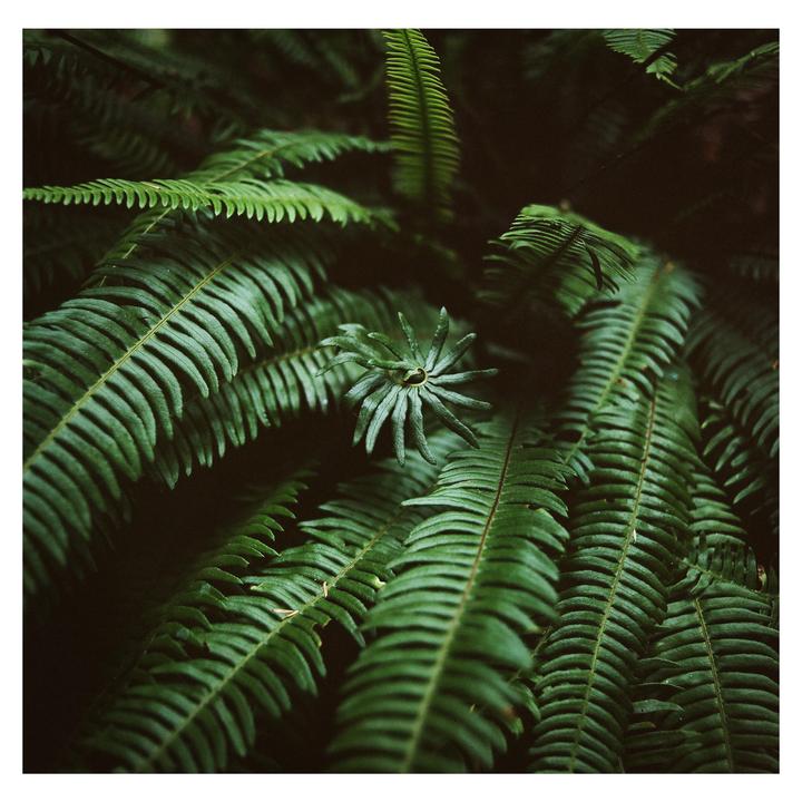 A small fern frond unfurls in the center of a cluster of larger fern fronds.