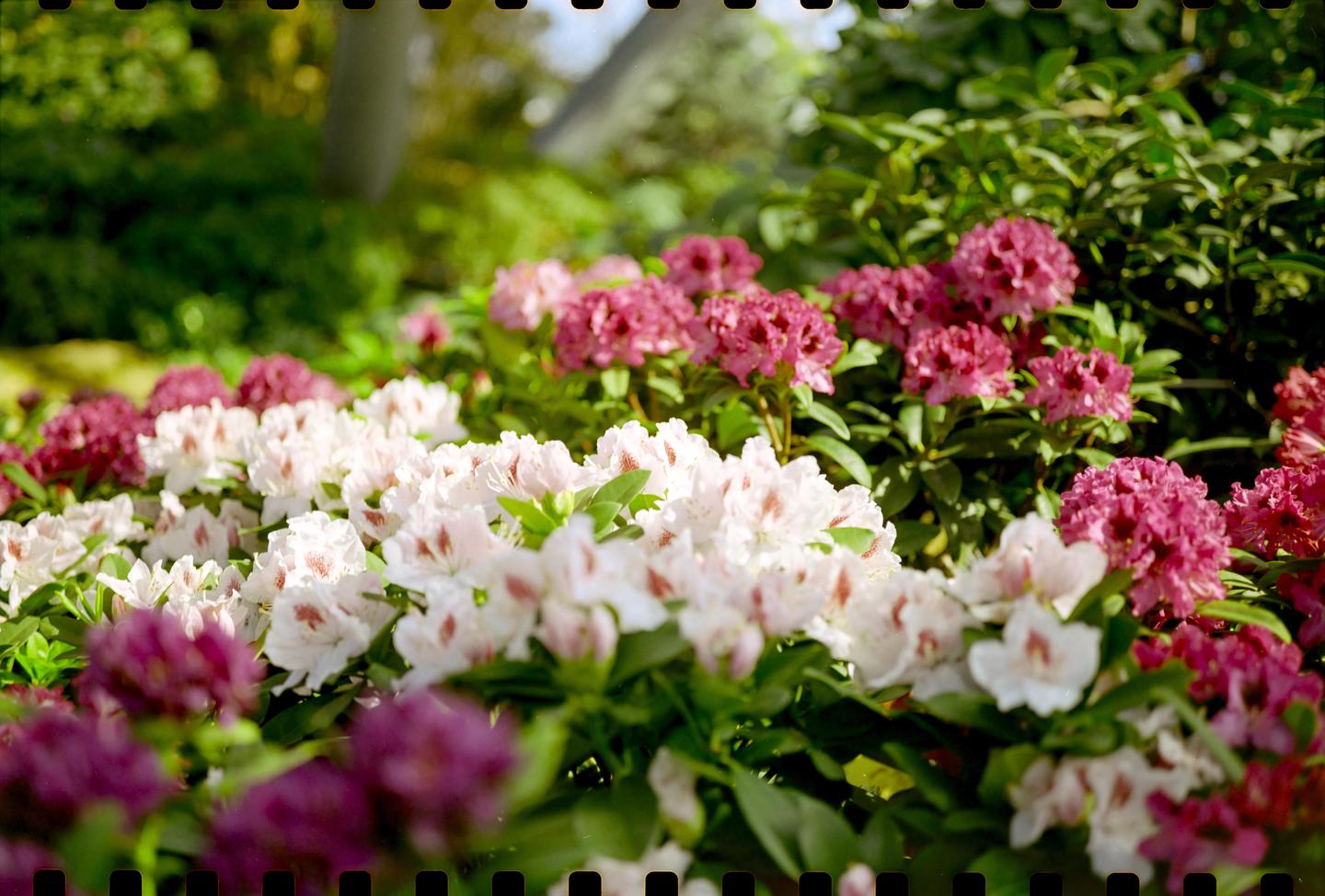 A garden is filled with white and magenta rhododendron blossoms.