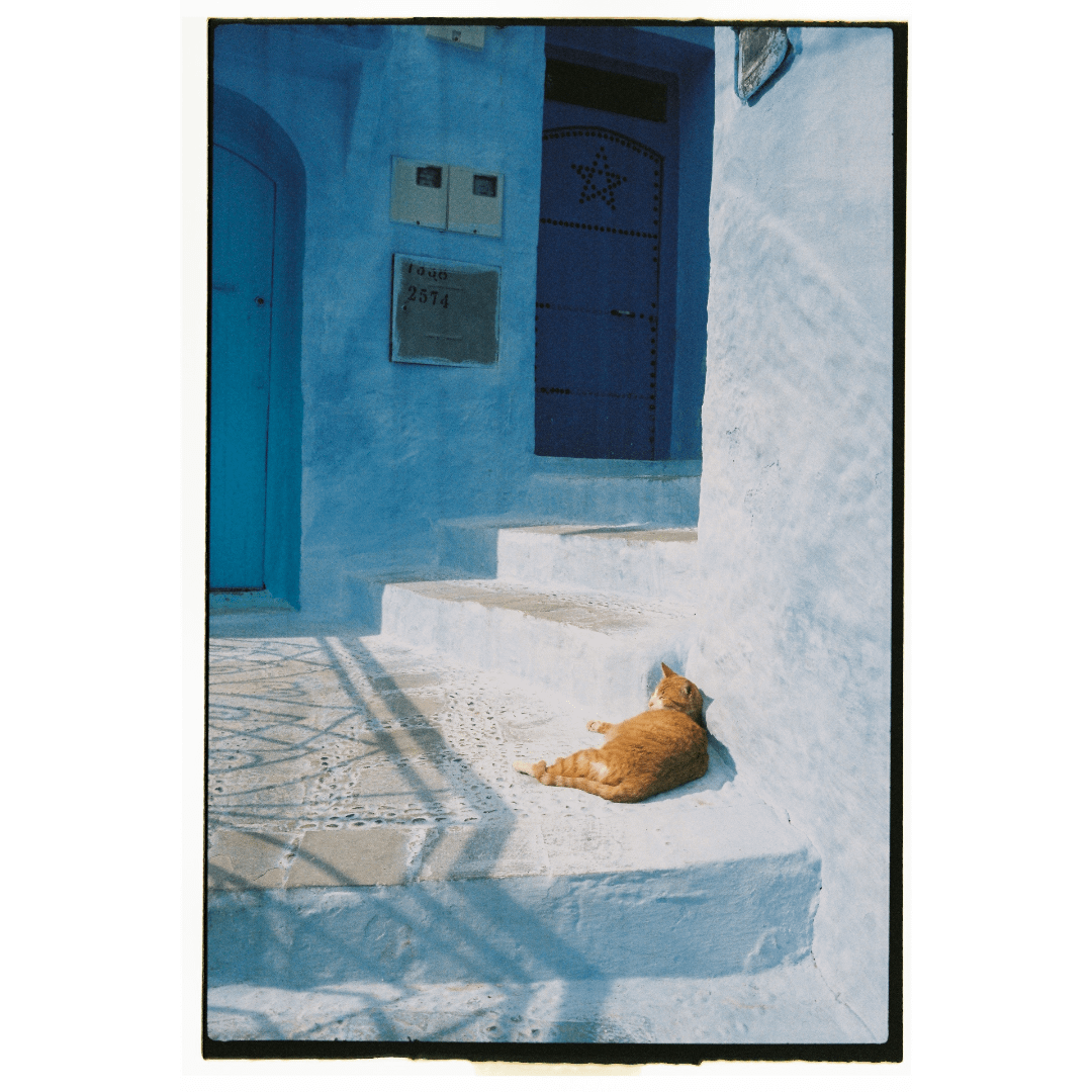 An orange cat rests on blue steps in a narrow alleyway with blue walls and doors.