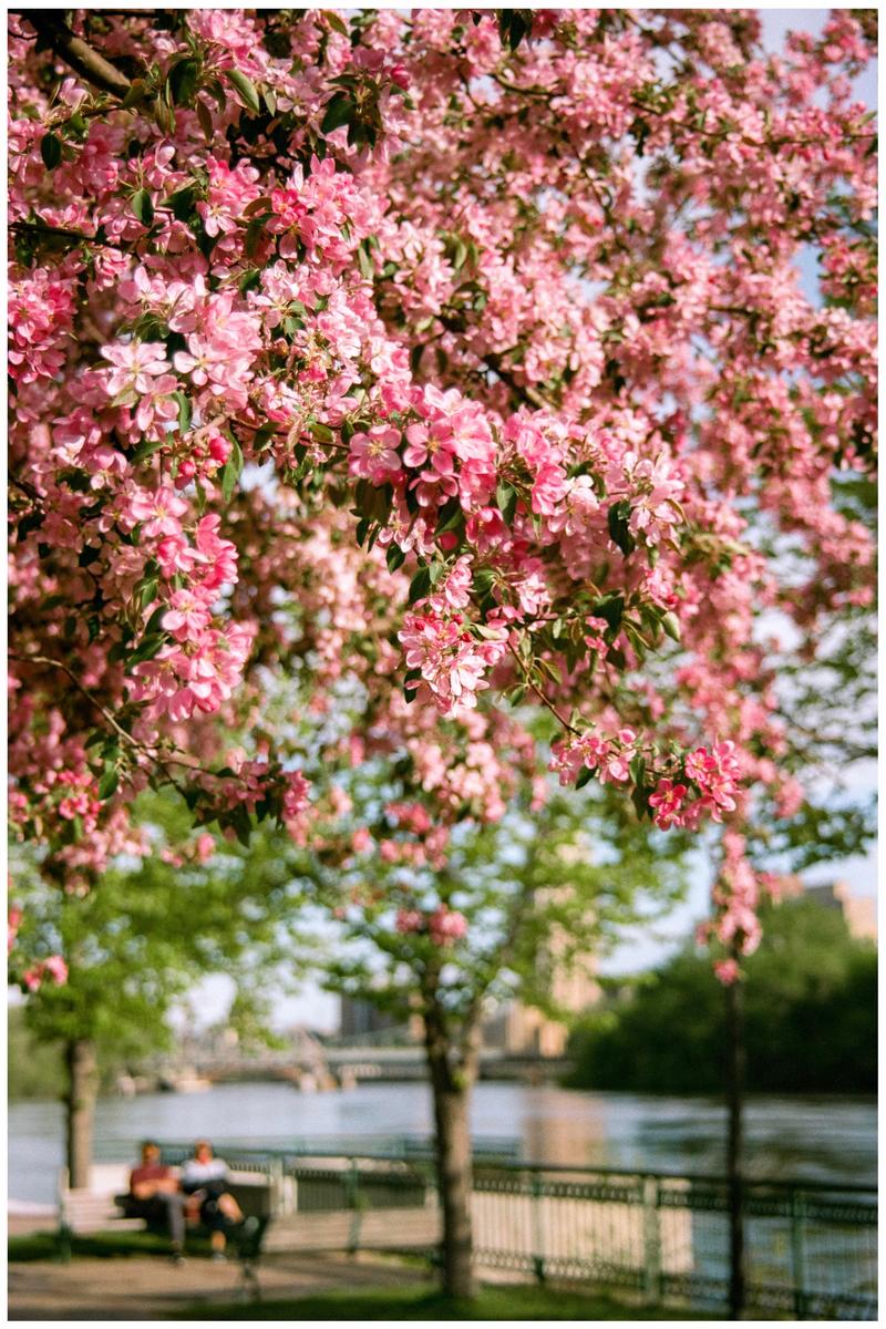 Pink blossoms hang over a river where two people sit on a bench.