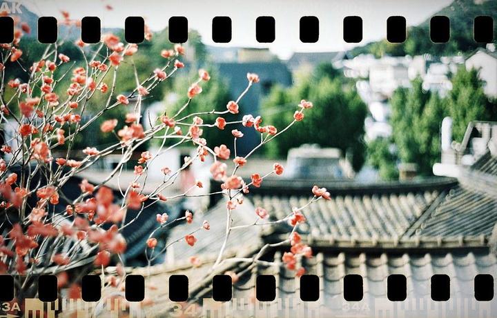 Pink blossoms on branches are in the foreground with traditional tiled roofs and green trees in the background.